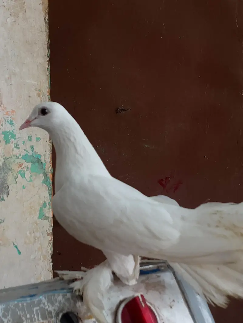 pamoos laka kabotar — photo 3