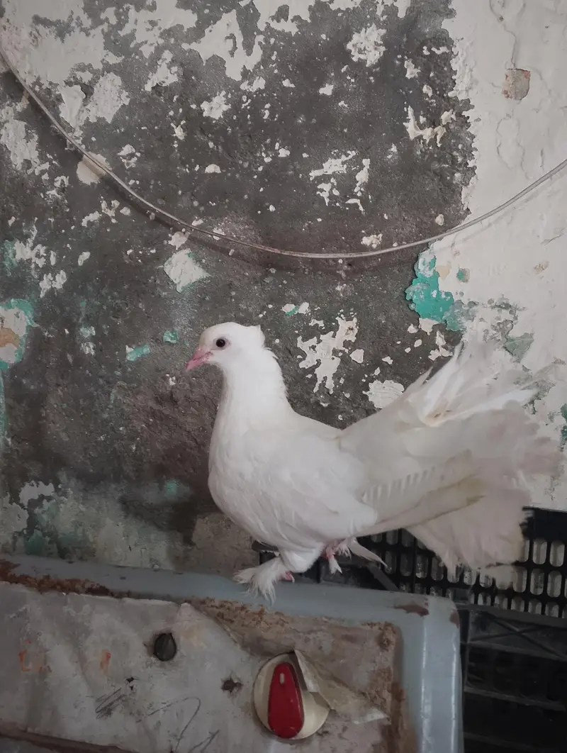 pamoos laka kabotar — photo 4