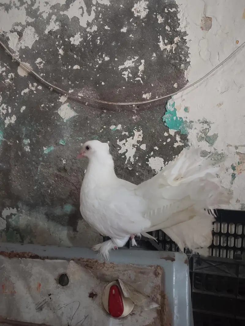 pamoos laka kabotar — photo 5