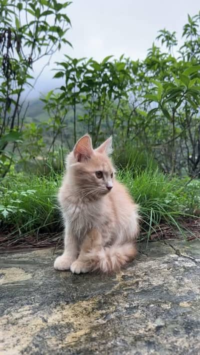 Persian Kittens for Sale