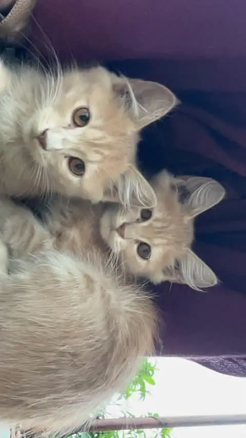 Persian Kittens for Sale — photo 2