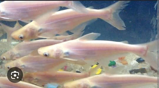 White Line shark, Blue line shark, Betta,