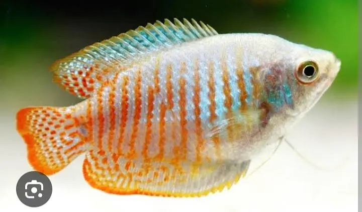 White Line shark, Blue line shark, Betta, — photo 2