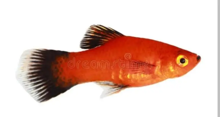 White Line shark, Blue line shark, Betta, — photo 5