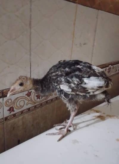 pecock chicks