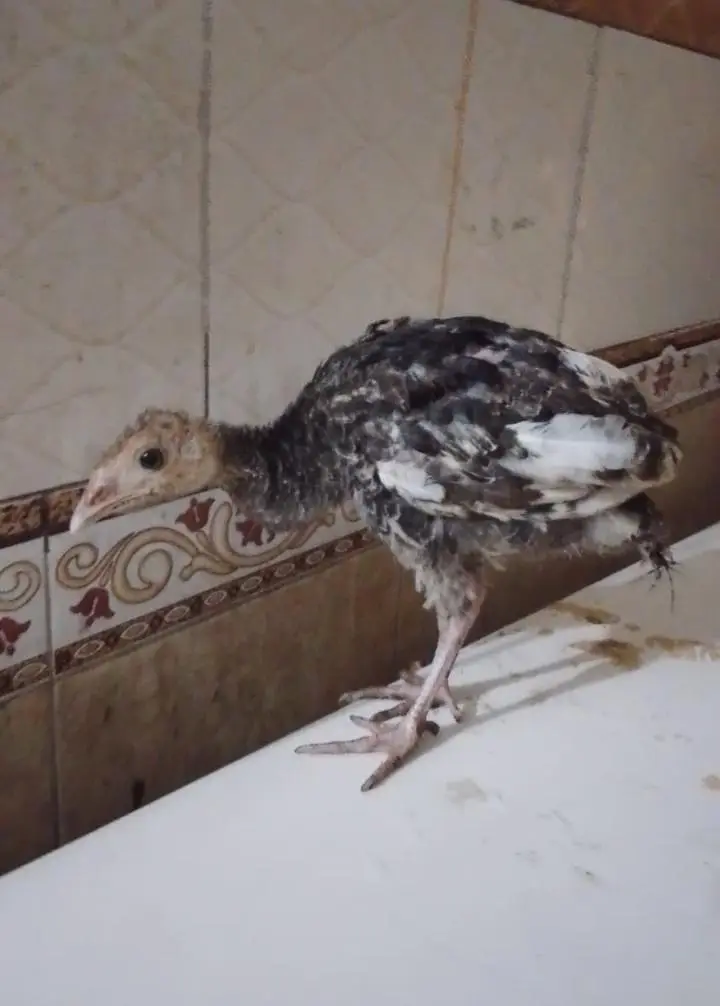 pecock chicks — photo 2