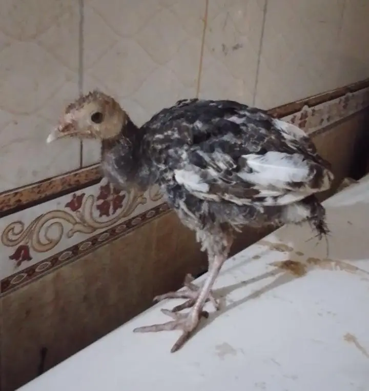 pecock chicks — photo 3