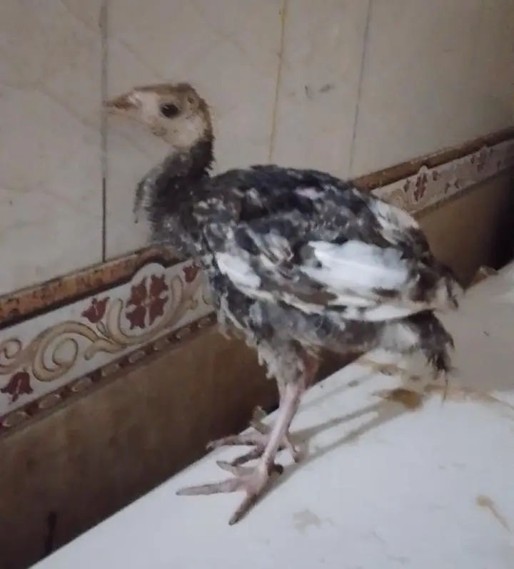 pecock chicks — photo 4