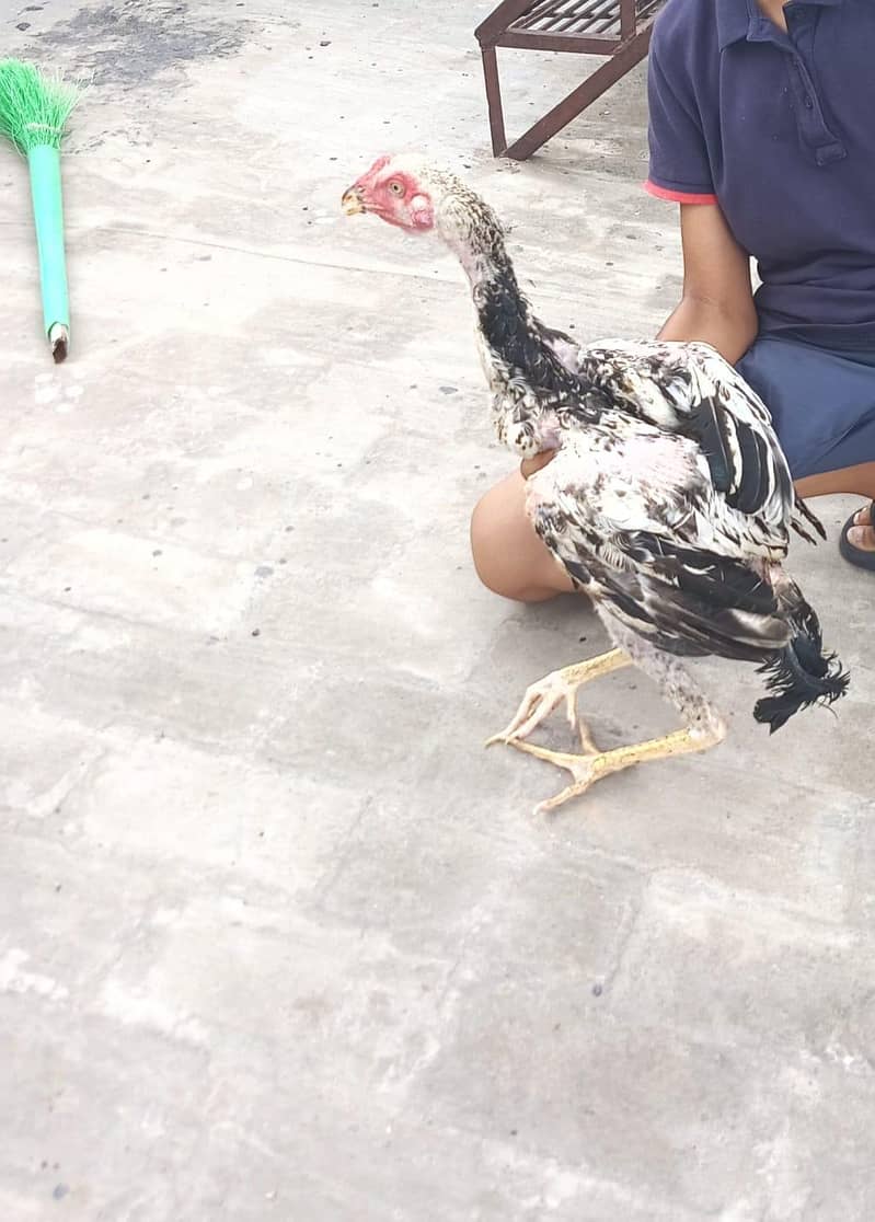 Aseel white Java, one leg broken (disabled) 0