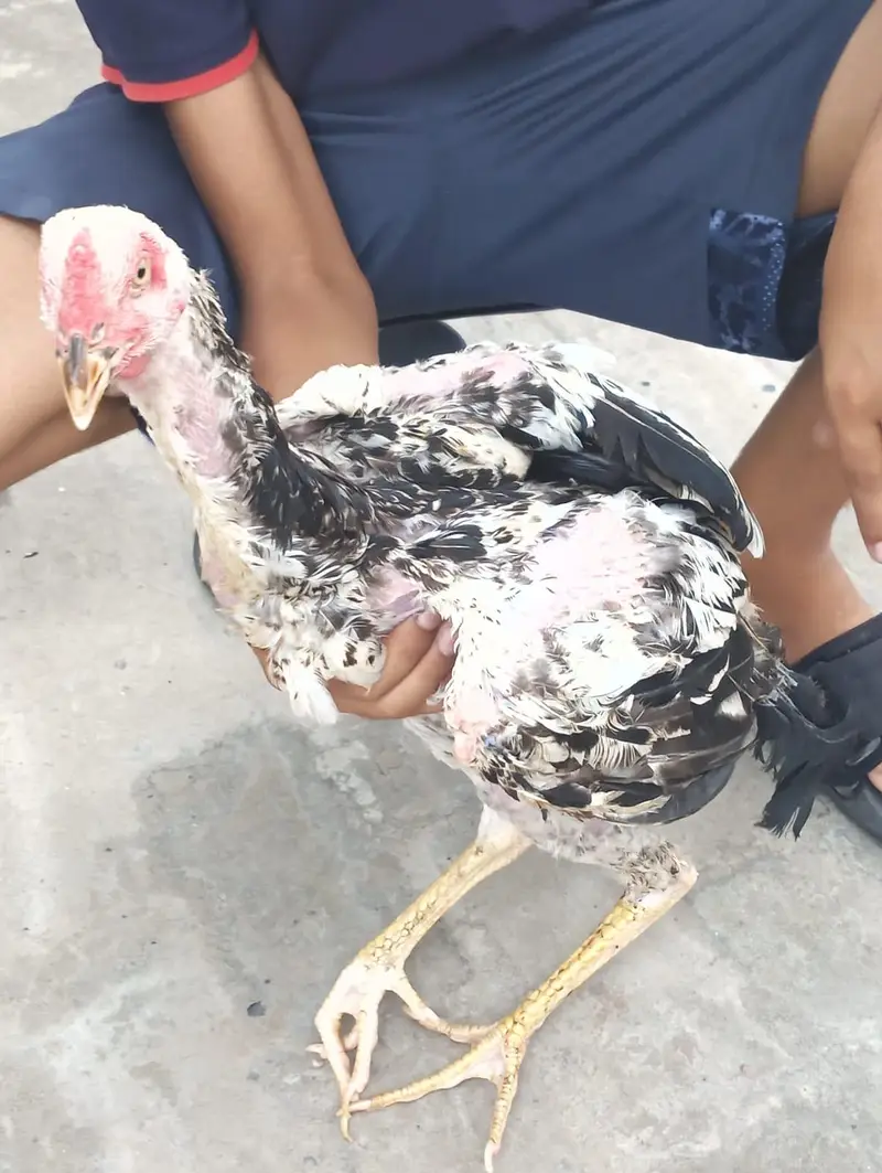 Aseel white Java, one leg broken (disabled) — photo 2