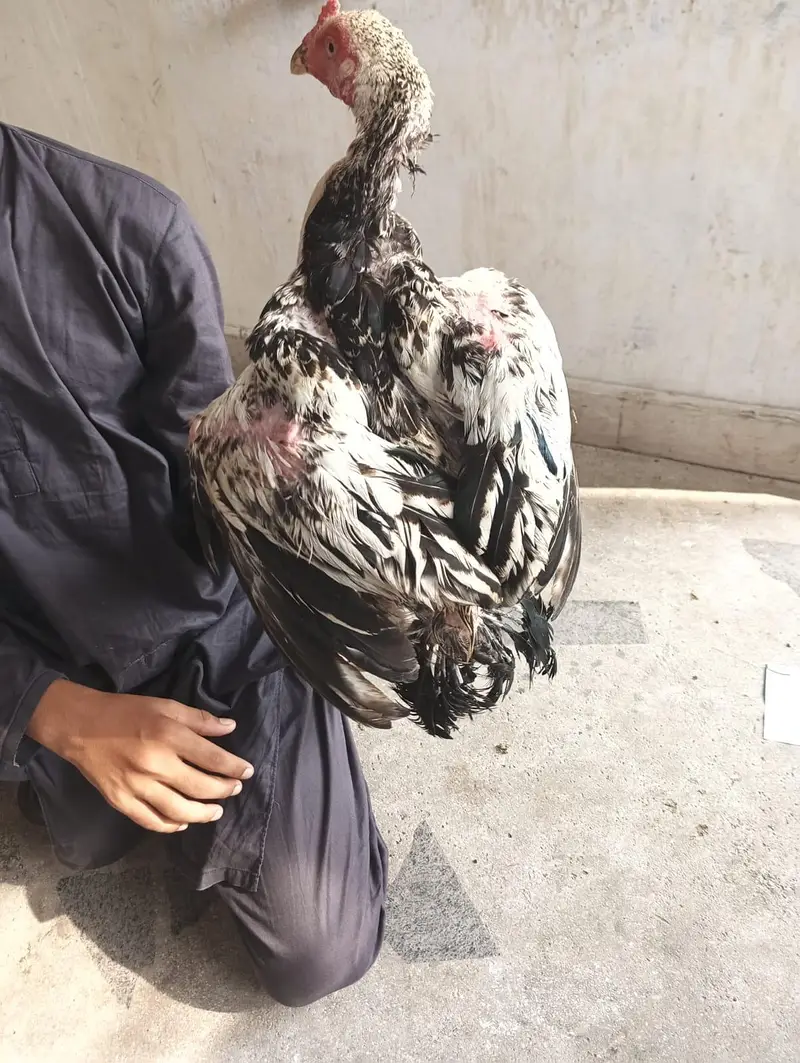 Aseel white Java, one leg broken (disabled) — photo 4