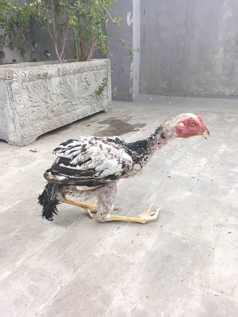 Aseel white Java, one leg broken (disabled) 4