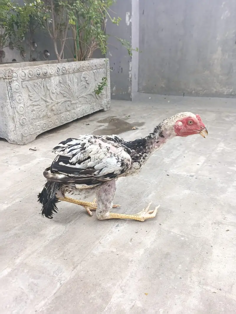 Aseel white Java, one leg broken (disabled) — photo 5