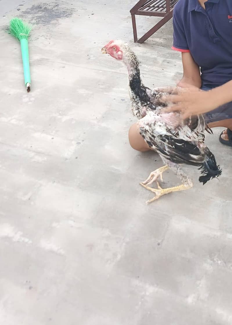 Aseel white Java, one leg broken (disabled) 5