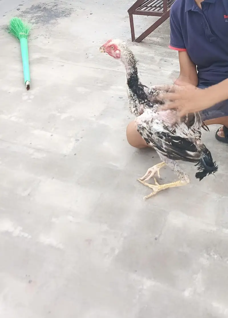 Aseel white Java, one leg broken (disabled) — photo 6