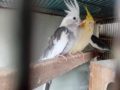 3 pieces cocktail looking for new shelter