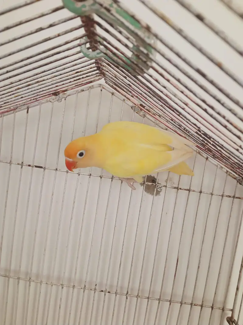 Parblue opaline split pale fellow into Creamino split opaline — photo 10