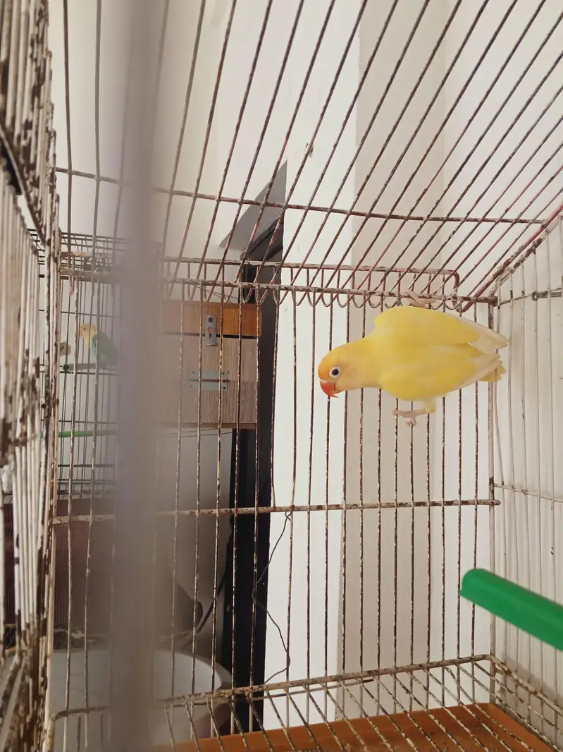 Parblue opaline split pale fellow into Creamino split opaline — photo 11