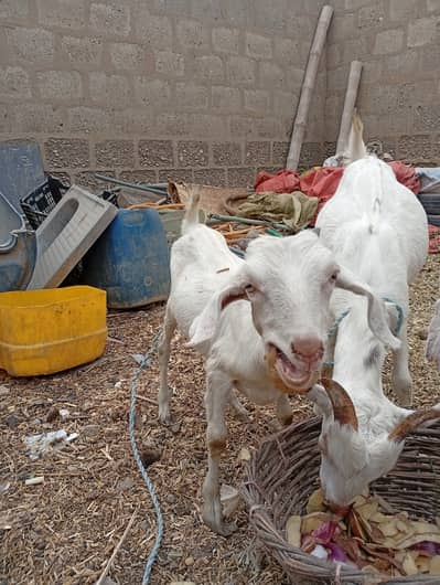 Teddy bakra and bakri