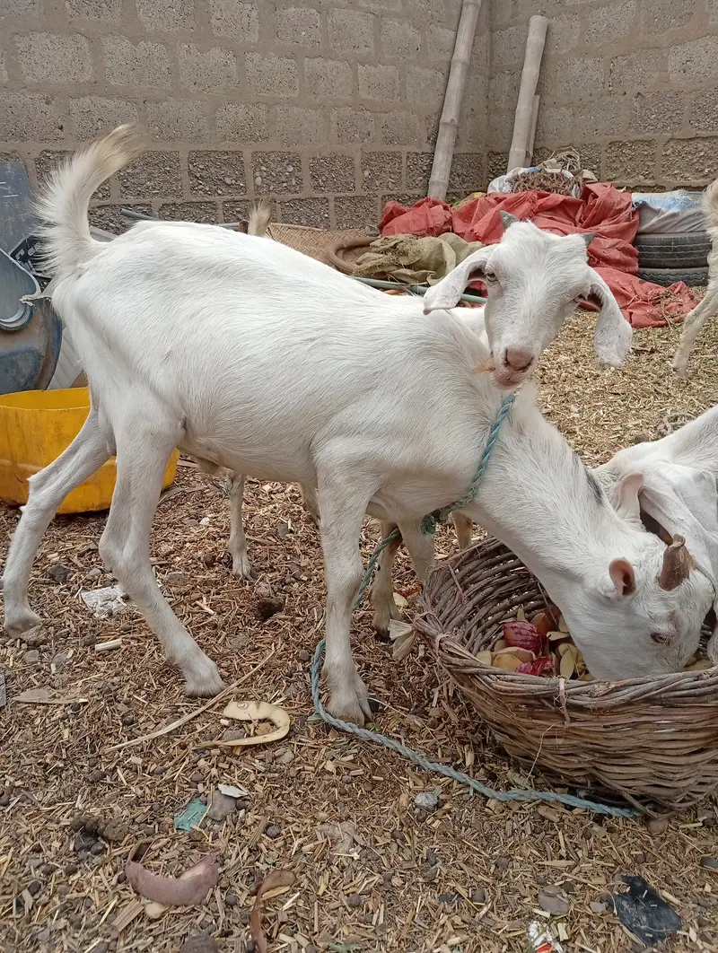 Teddy bakra and bakri — photo 2