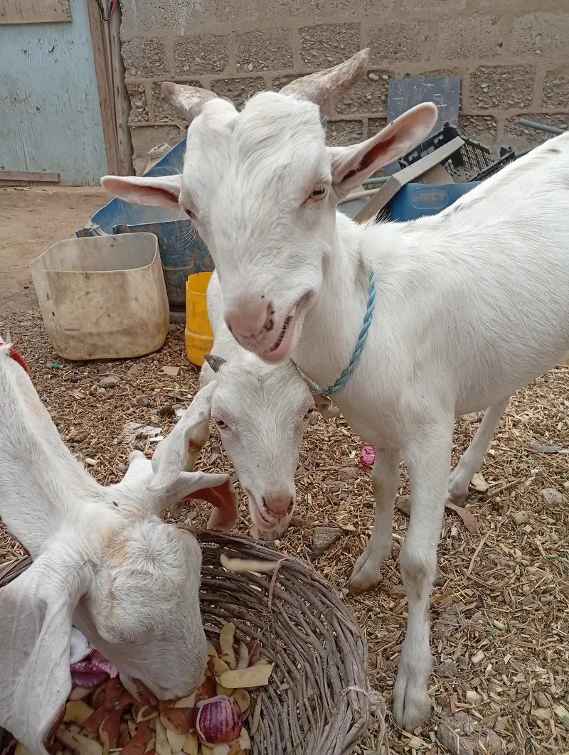 Teddy bakra and bakri — photo 3