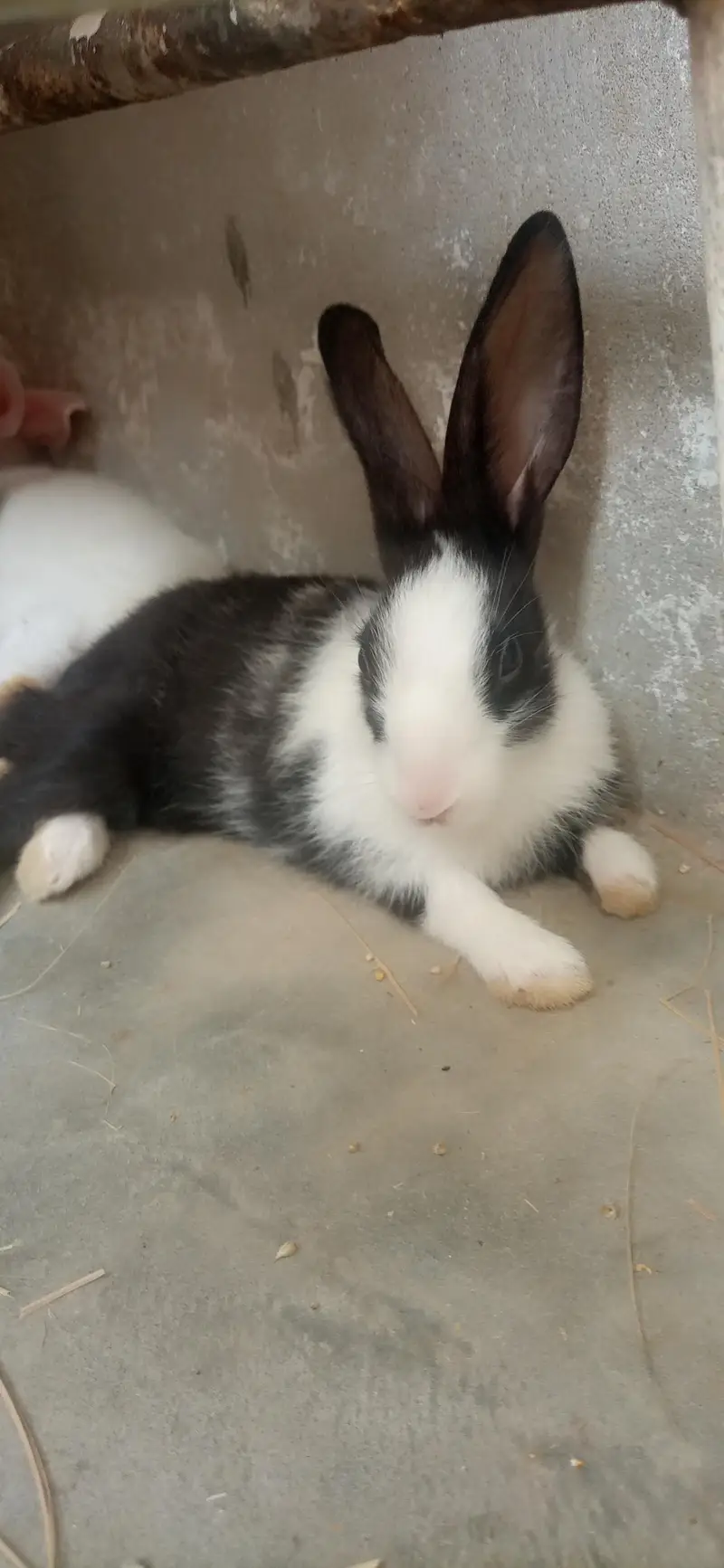 bunnies for sale