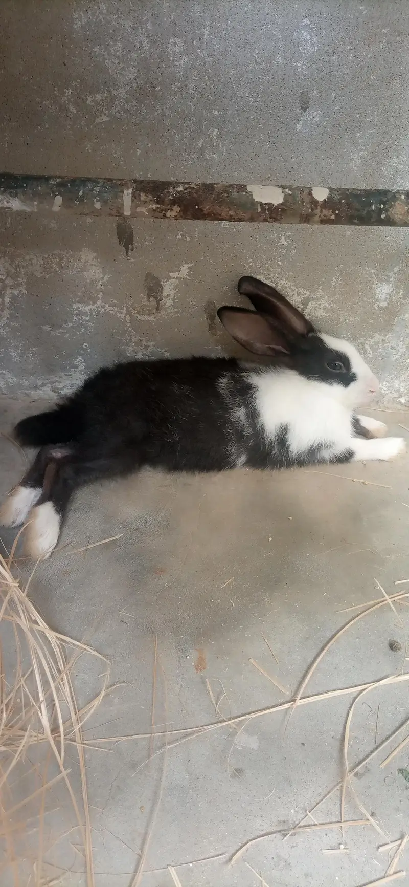 bunnies for sale — photo 2