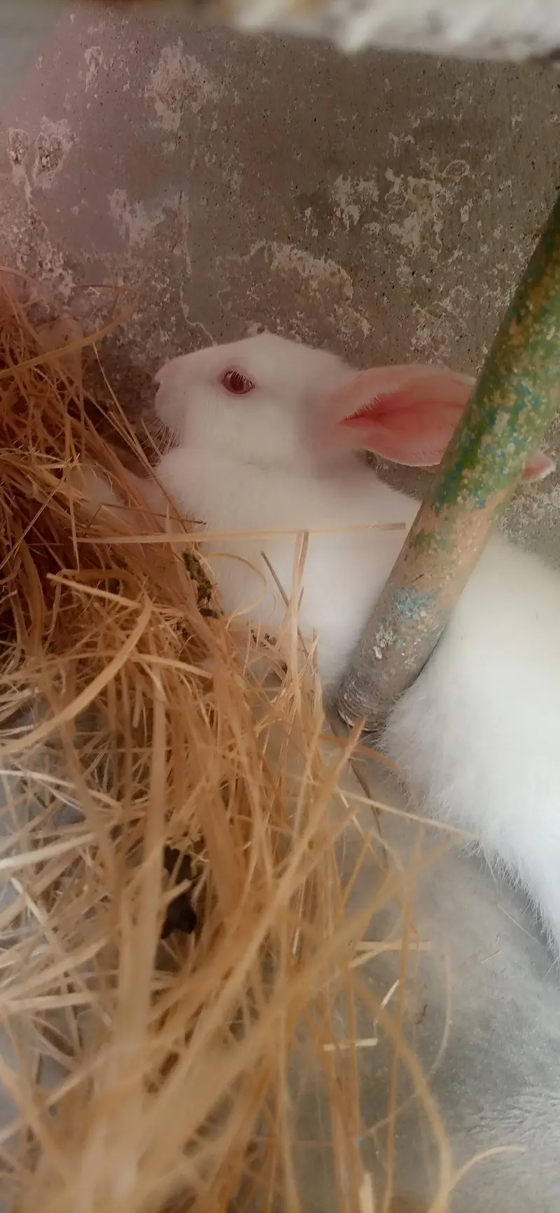 bunnies for sale — photo 3