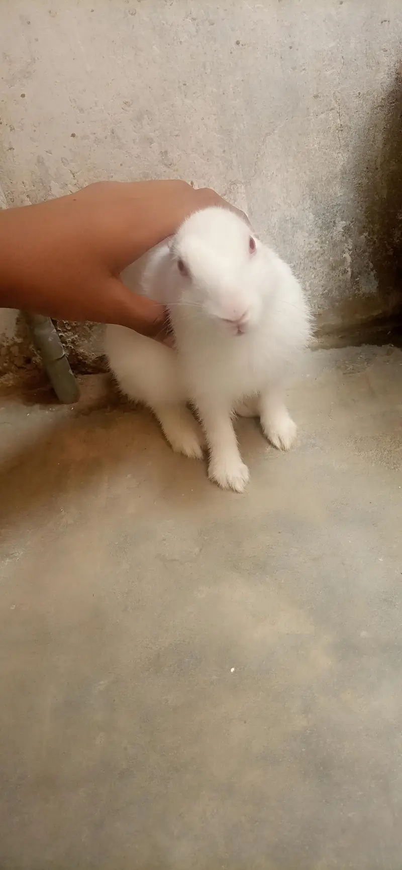 bunnies for sale — photo 4