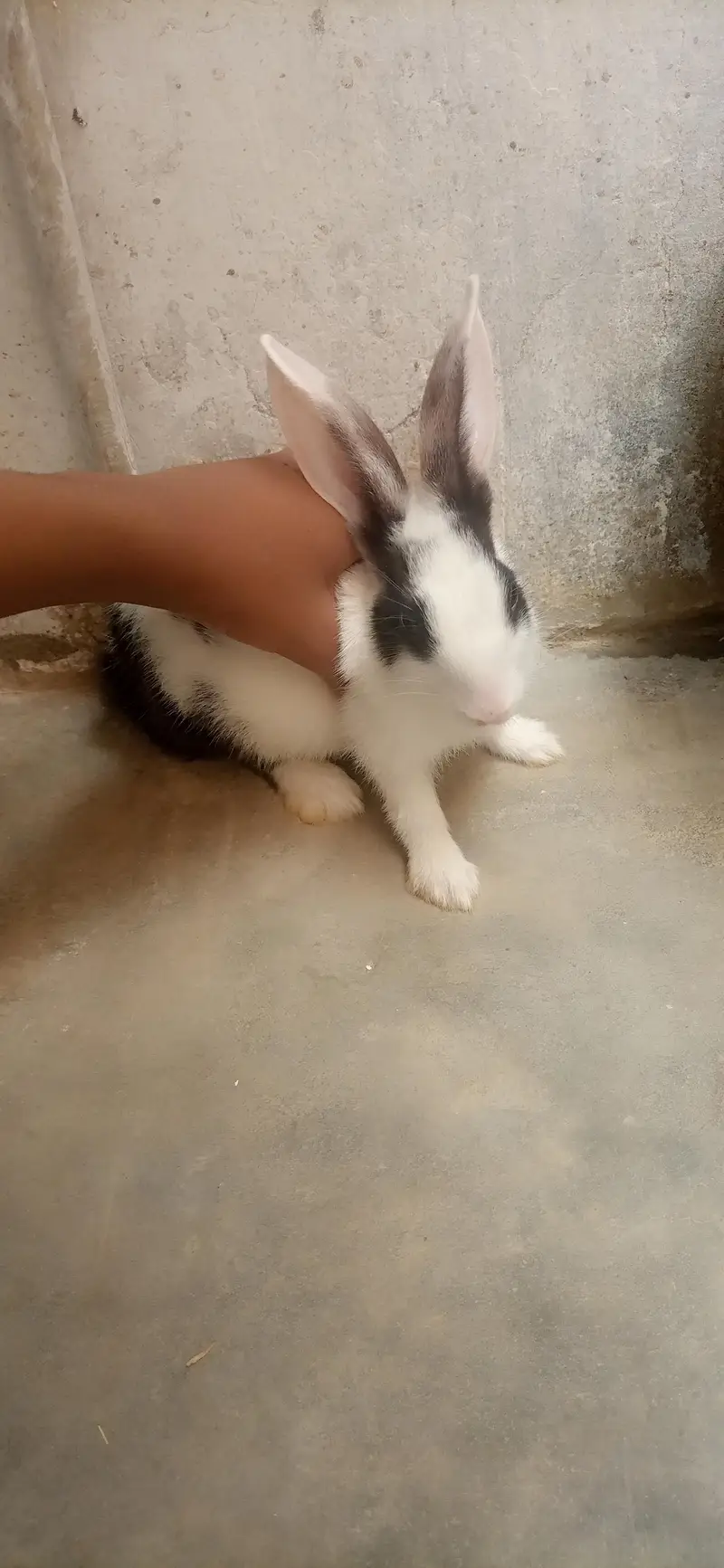 bunnies for sale — photo 5