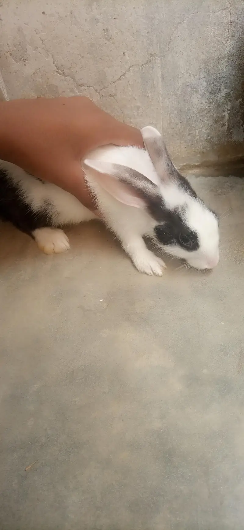 bunnies for sale — photo 6