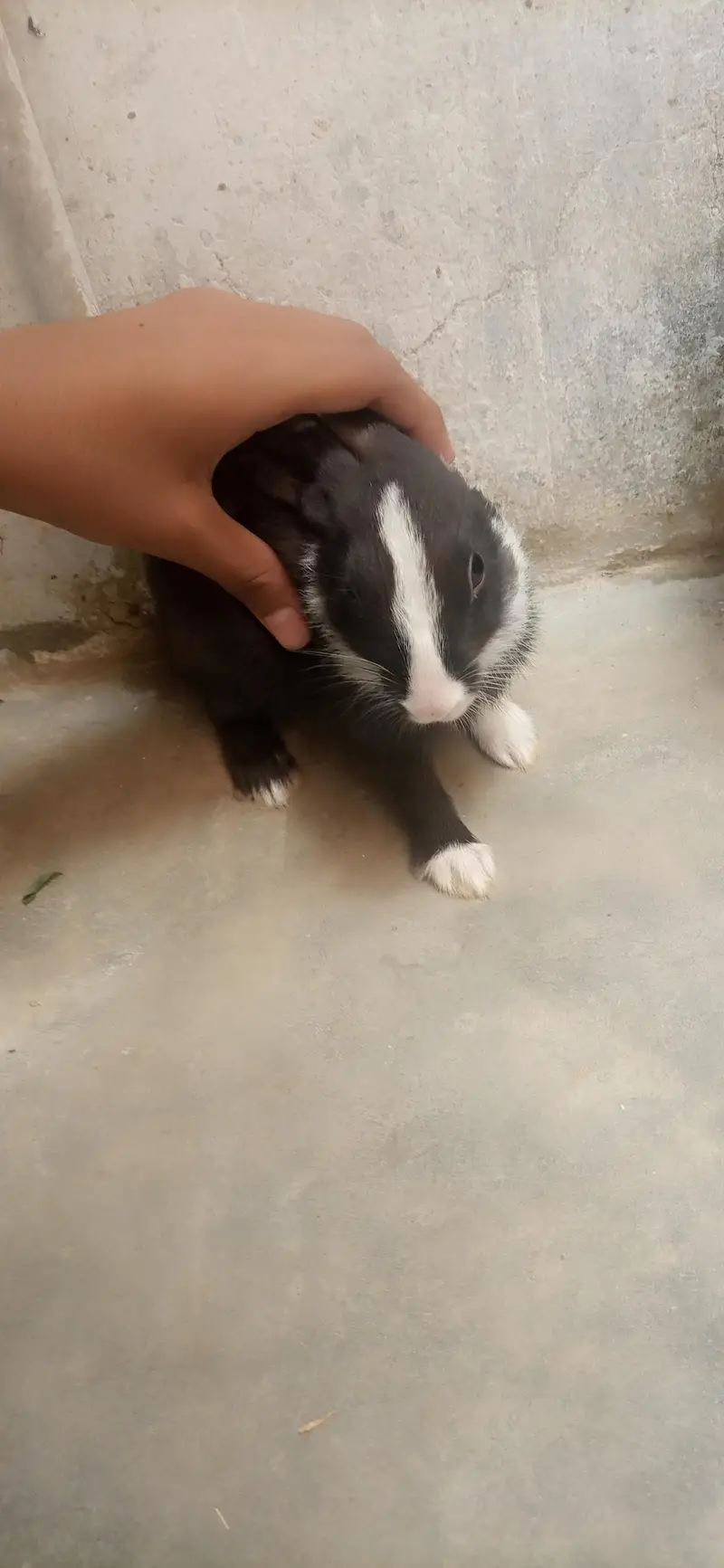 bunnies for sale — photo 7
