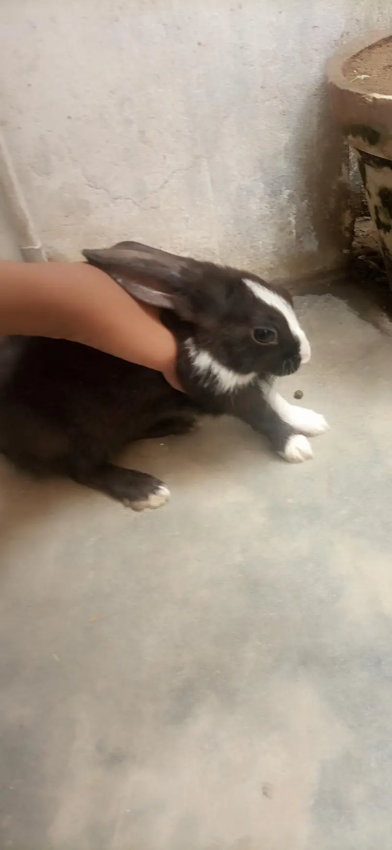 bunnies for sale — photo 8