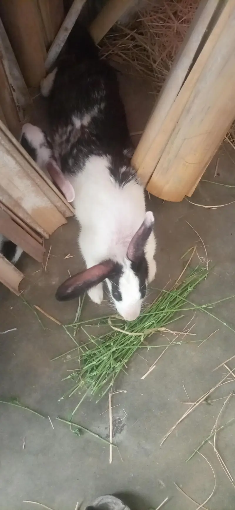 bunnies for sale — photo 9