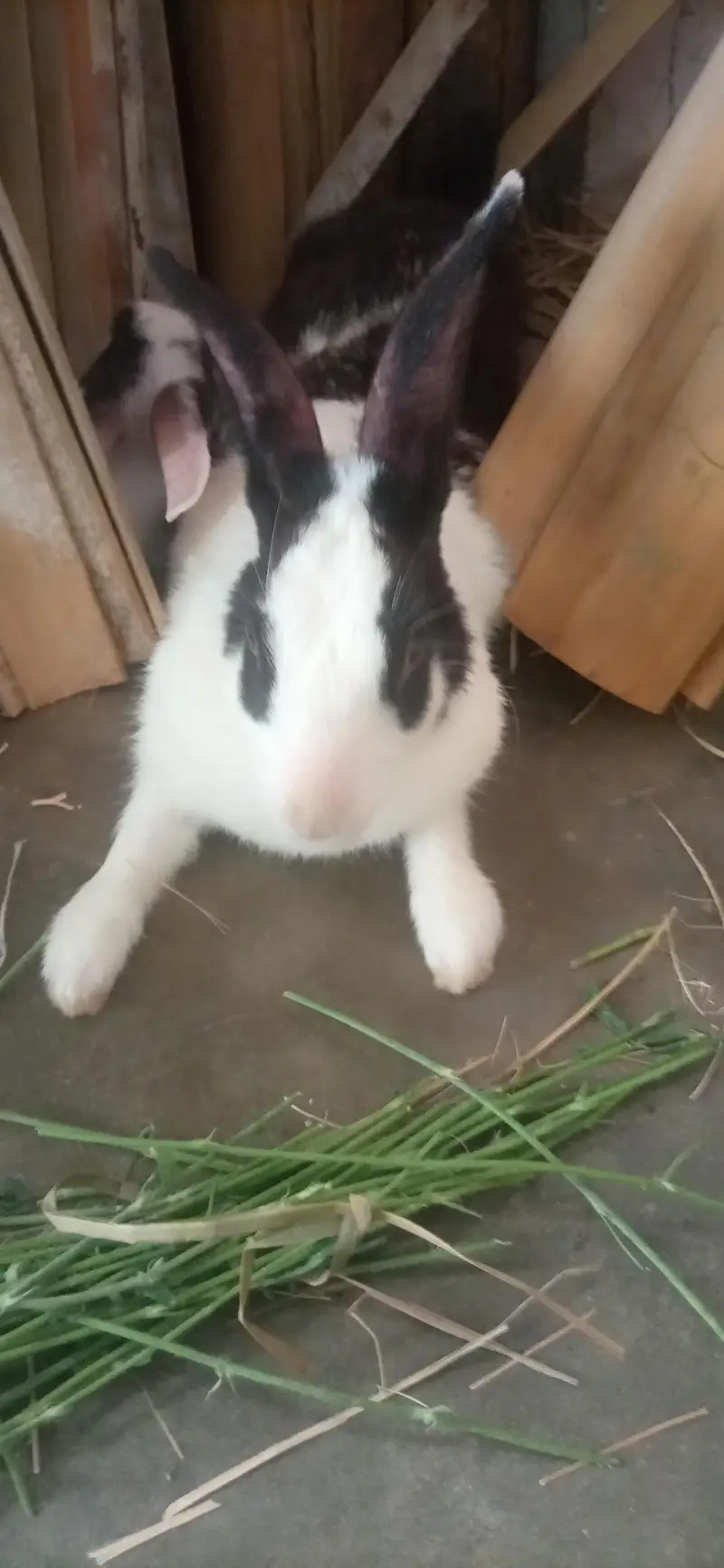 bunnies for sale — photo 10