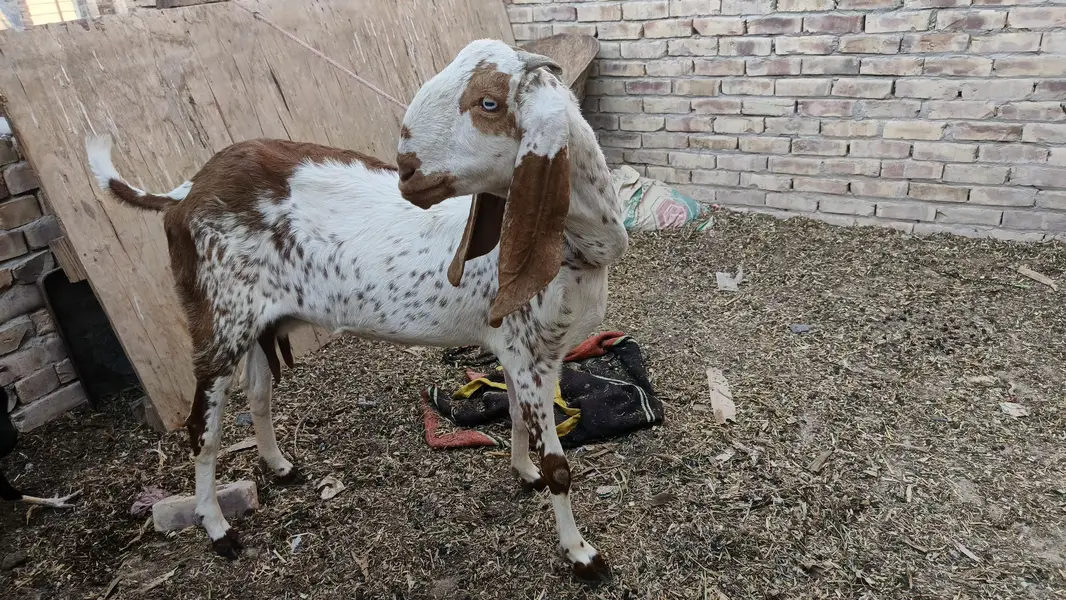 makhi cheni bakri 15 days crossed