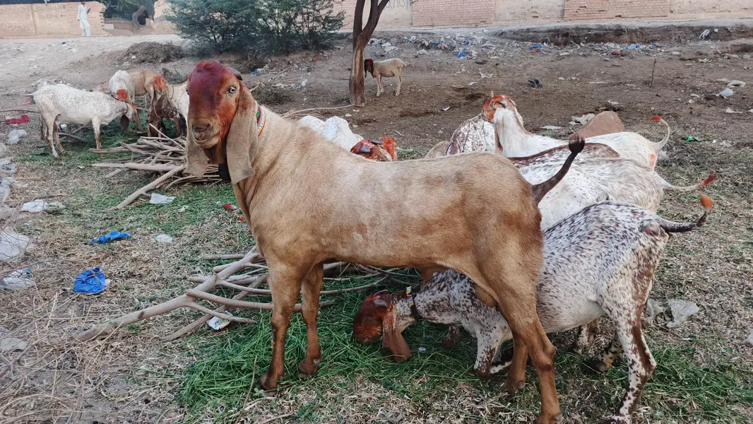makhi cheni bakri 15 days crossed — photo 2