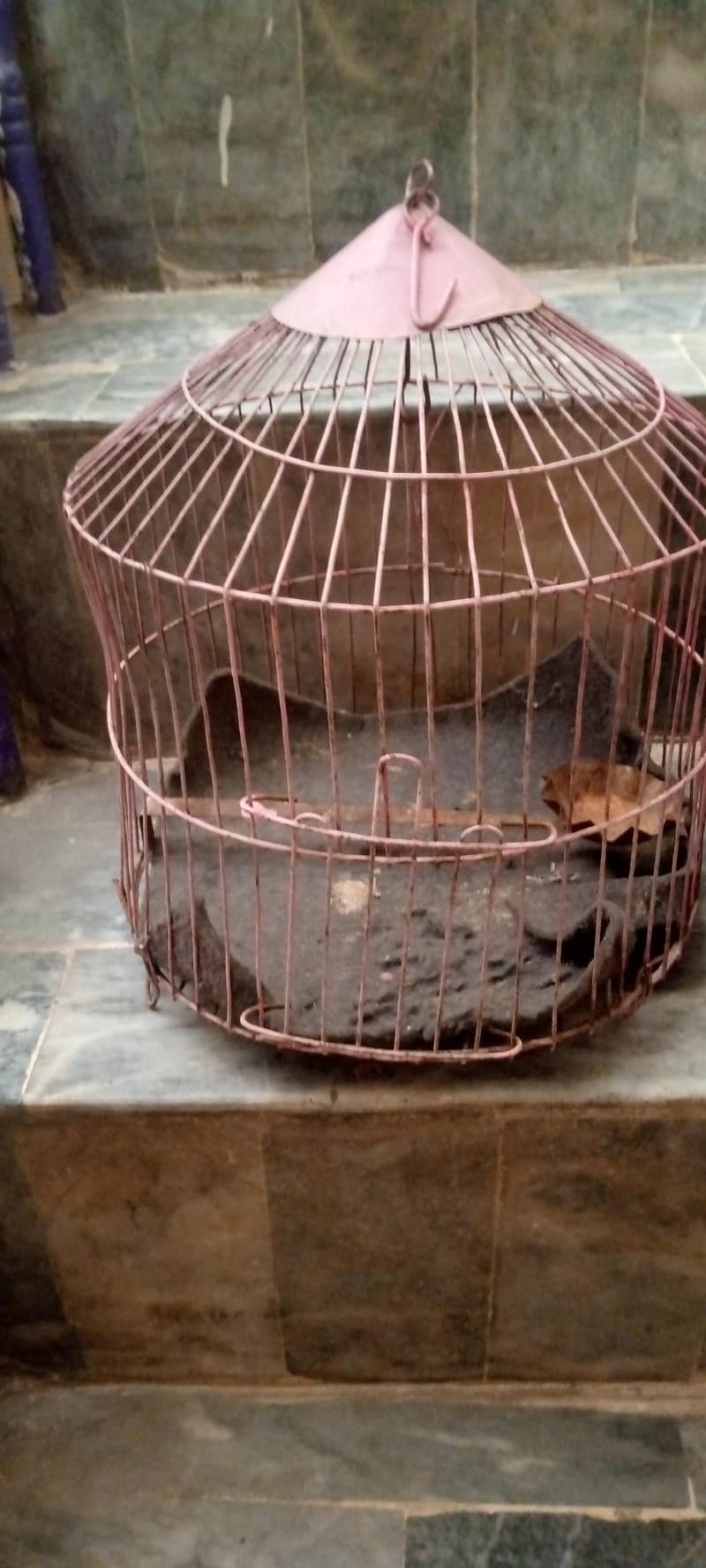 2 cages available 0