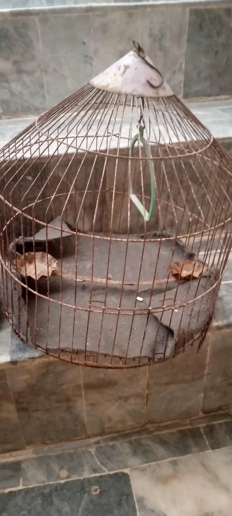2 cages available — photo 2