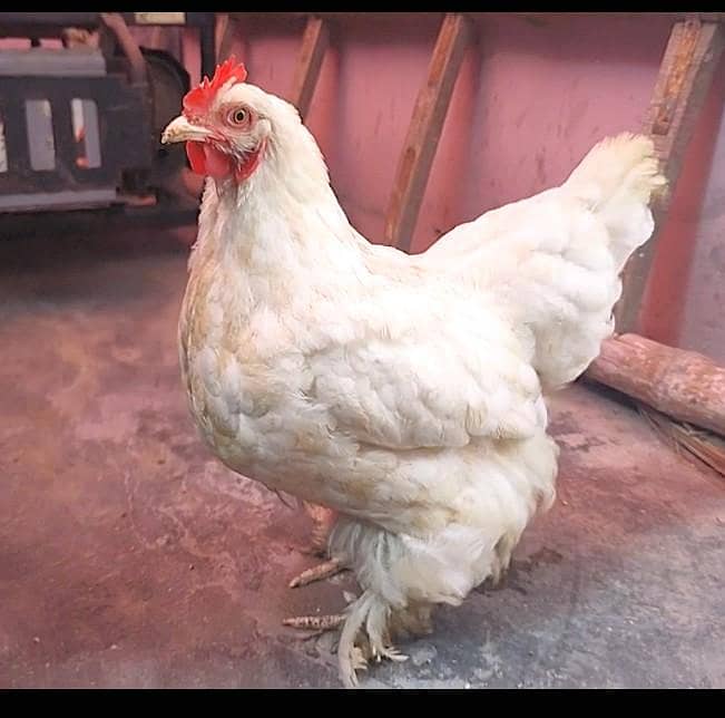White buff hen 0