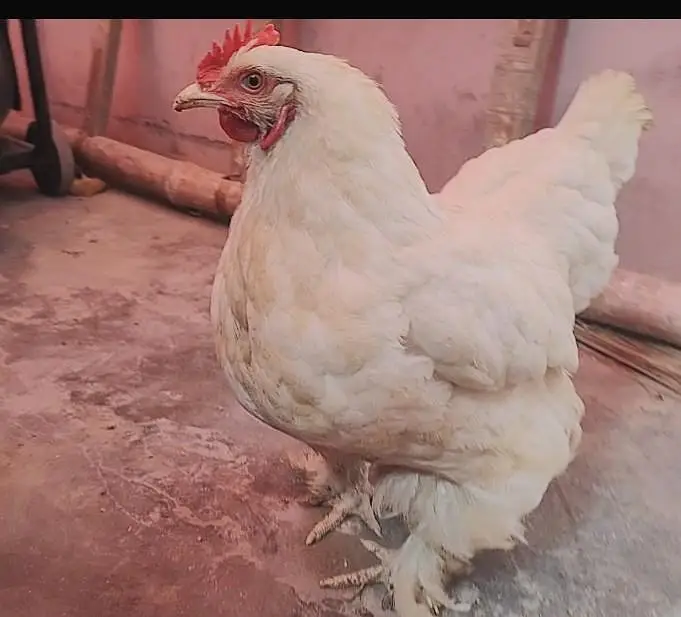 White buff hen — photo 2