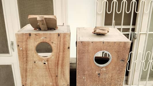 lovebirds keekar boxes