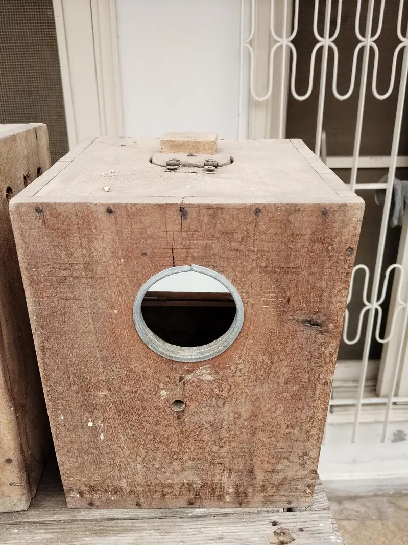 lovebirds keekar boxes — photo 3
