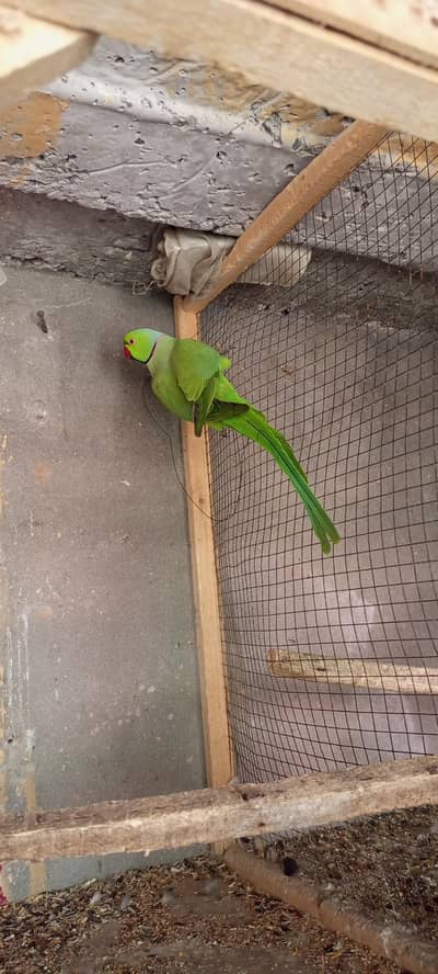 breeder male