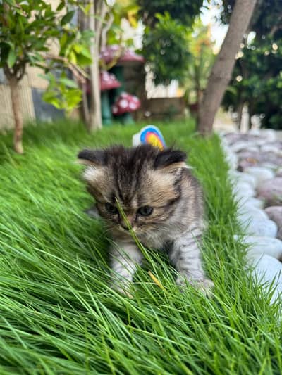 Female Persian kitten for Sale