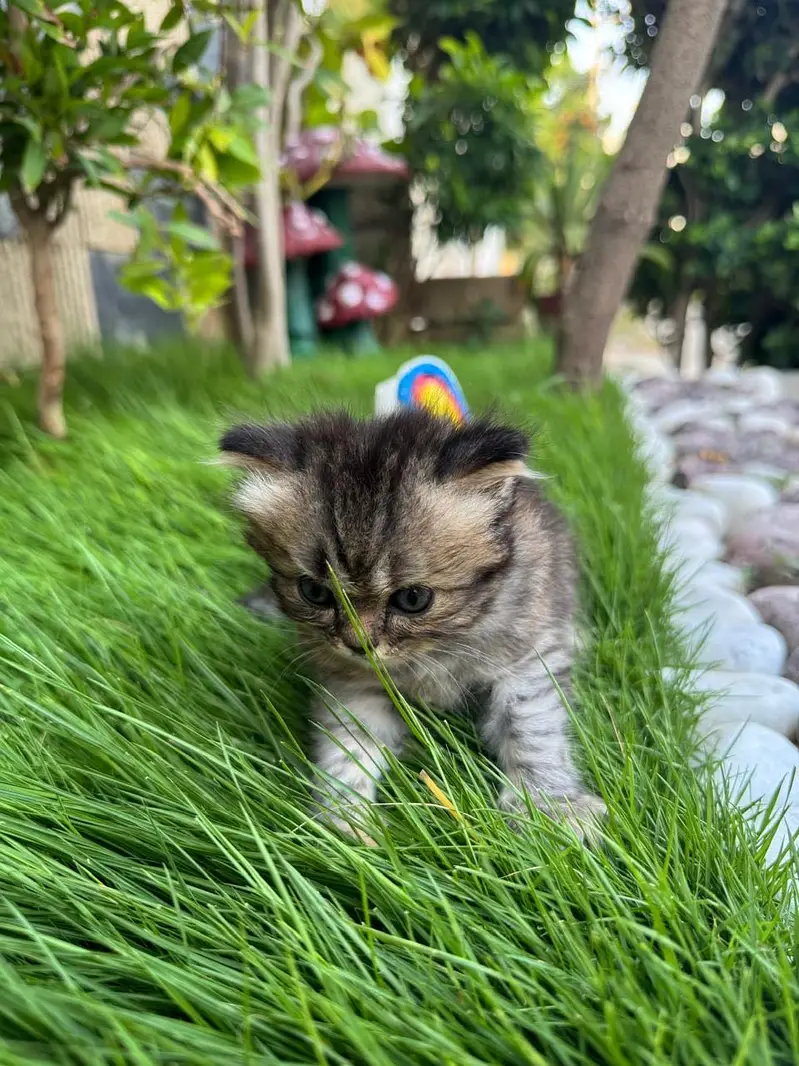 Female Persian kitten for Sale — photo 3