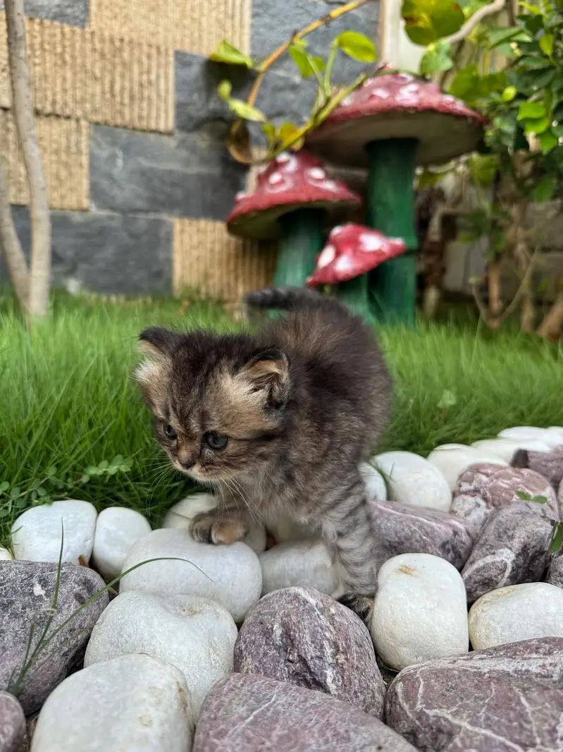 Female Persian kitten for Sale — photo 2