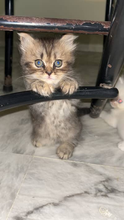 Female Persian kitten for Sale