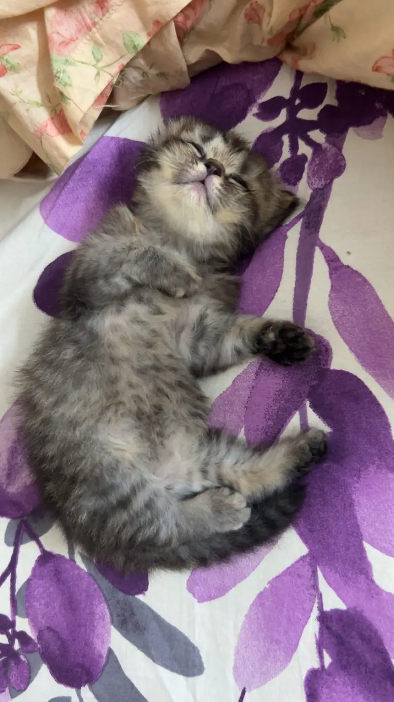 Female Persian kitten for Sale — photo 4