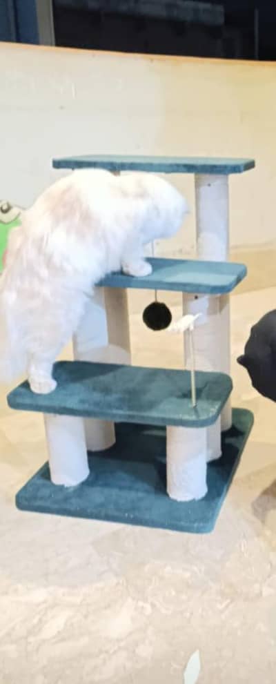 Selling cats scratcher stand/toy